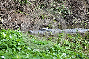 The gator gets up close and personal with her young while in the marsh waterway