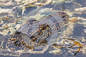 Gator giving the side eye in the preserve