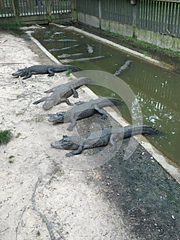 Gator Group In The Canal