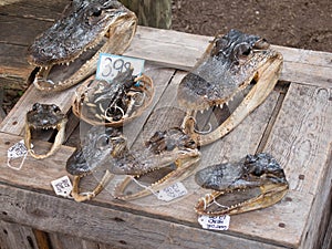 Gator Heads and Feet