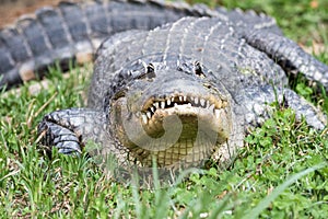 Gator hiding in the grass