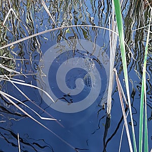 Gator in the lake