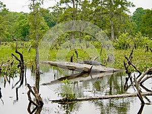 Gator in Louisiana Bayou