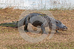 Gator on the move