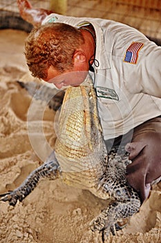 Gator park florida everglades wildlife wrestling maneuver