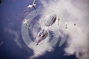 Gator partially submerged, clouds.