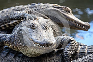 Gator Pile: Stacked Alligators Napping under the Sun