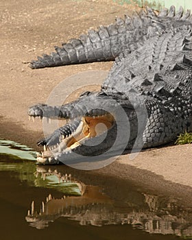 Gator with reflection