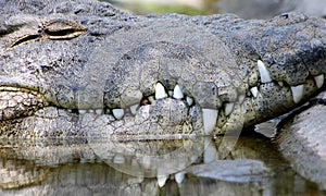 Gator Showing Teeth