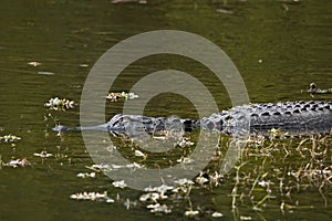 Gator sleeping in the shallow