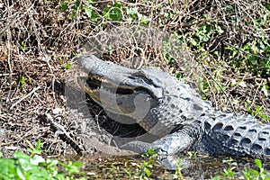 The gator slides back into the water in order to get a better view of where her offspring are