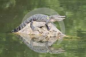 Gator Smile on Rock