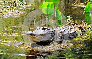 Gator in swamp photo