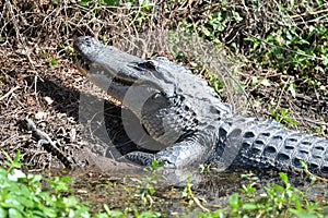 The gator takes a look around as she moves back into the marsh pond