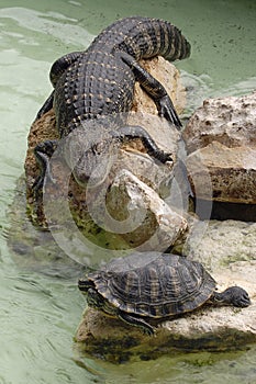 Gator and Turtle