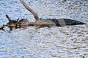 A Gator & Two Turtles