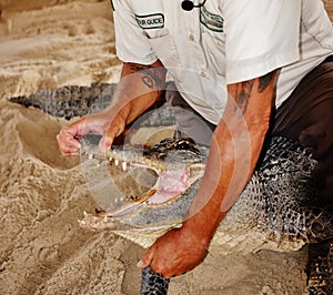 Gator wildlife show everglades florida usa open mouth maneuver