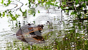 Gators breeding in wetlands water, Florida