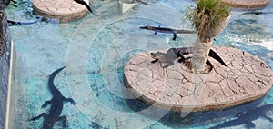 Gators in a fresh pool Kissimmee Florida