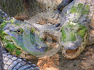 Gators of Louisiana