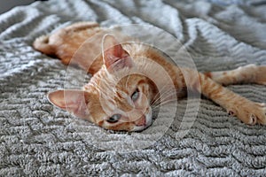 Gattino rosso sul letto photo