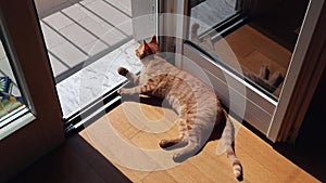 Gatto che si liscia al sole sul balcone