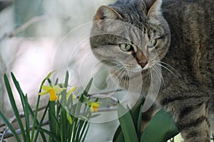 Gatto con fiori gialli