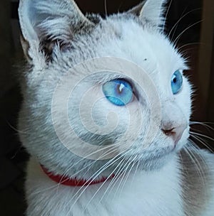 Gatto con occhi azzurri photo