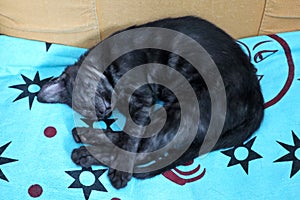 Gatto nero che dorme in poltrona