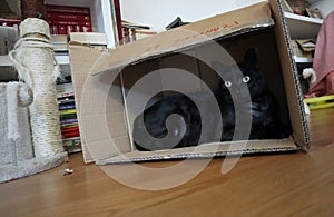 Gatto nero in scatola photo