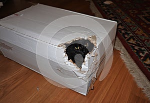 Gatto nero in scatola