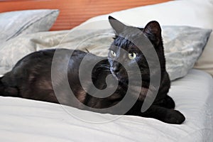 Gatto nero sul letto photo