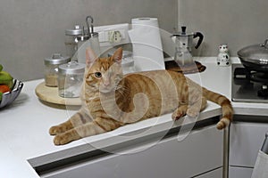 Gatto sulla cucina photo