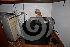 Gatto tra computers