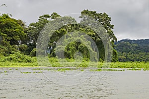 Gatun Lake, lush vegetation on shoreline, Panama photo