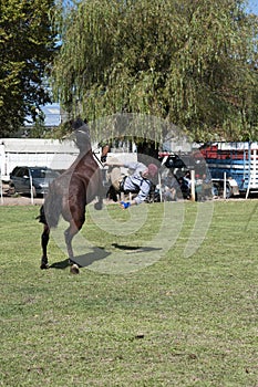 Gaucho cowboy Vaquero at a rodeo riding a horse at a show in Argentina