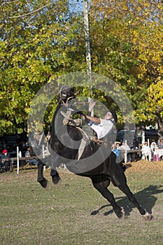 Gaucho cowboy Vaquero at a rodeo riding a horse at a show in Argentina photo