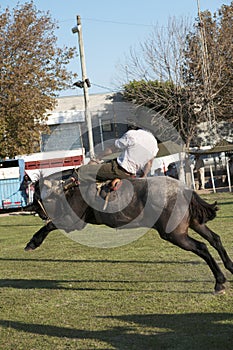 Gaucho cowboy Vaquero at a rodeo riding a horse at a show in Argentina