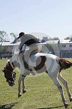 Gaucho cowboy Vaquero at a rodeo riding a horse at a show in Argentina