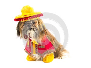 Gaucho Dog photo