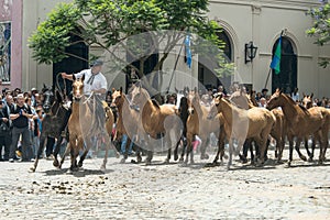 Gaucho drives a herd of horses through San Antonio de Areco, province Buenos Aires