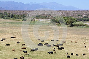 Gaucho herding cows grazing near Cafayate in North West Argentin