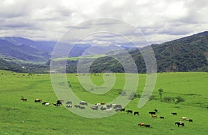 Gaucho herding cows near Salta, Argentina photo