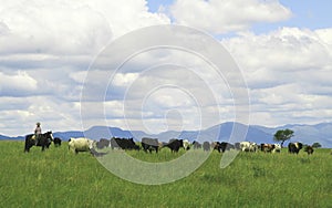 Gaucho herding cows near Salta, Argentina