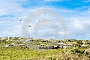 Gaucho herding cows near windmills, Aigua, Uruguay photo