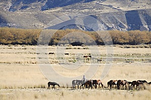 Gaucho in Patagonia - Argentina