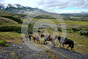 Gaucho riding in Torres del Paine photo