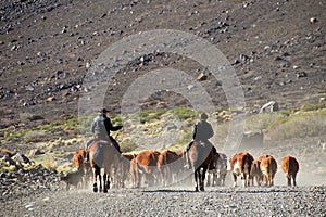 Gauchos and herd of cows in Argentina