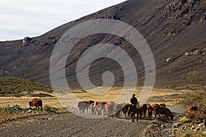 Gauchos and herd of cows in Argentina photo