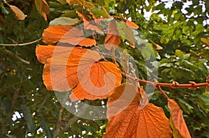 Gaudy color of wild vine leaves on the tree photo